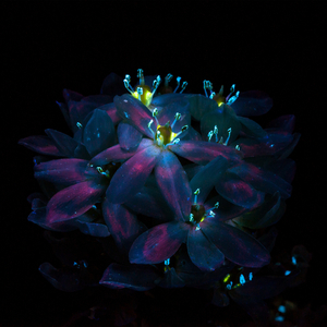 久草手机福利在线观看
